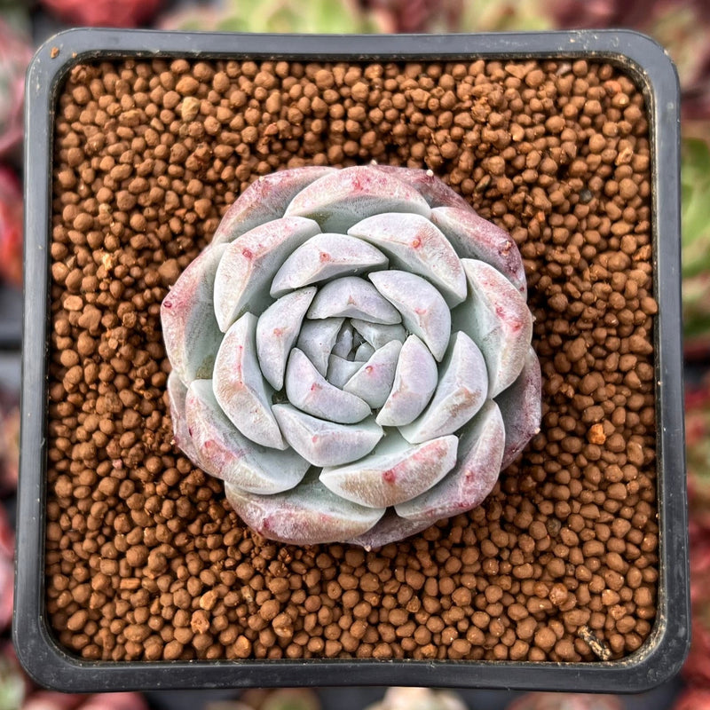 Echeveria 'Rosalia' 1" Powdery Succulent Plant