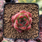 Echeveria Agavoides 'Casio' 1" Succulent Plant