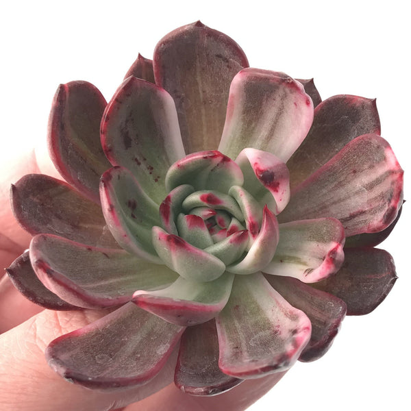 Echeveria Agavoides 'Star Boss' Variegated 4" Succulent Plant