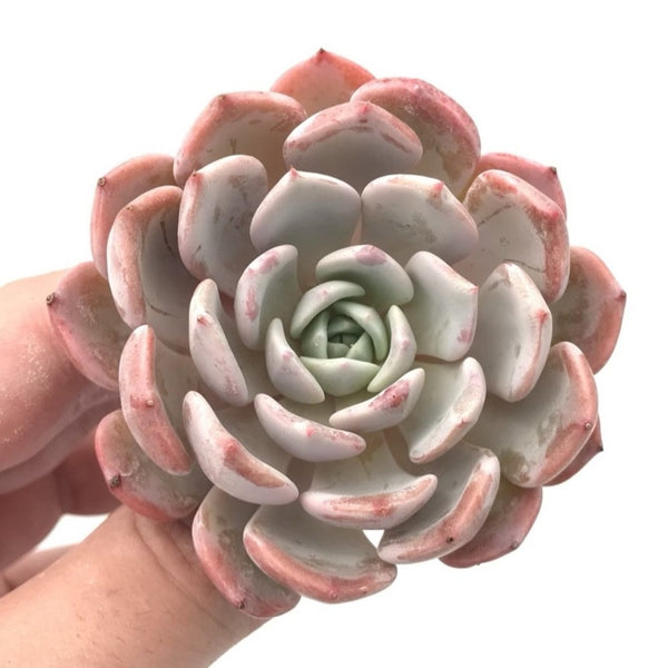 Echeveria 'Raffine' 3" Succulent Plant