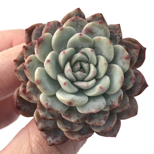 Echeveria 'Raffine' 1" Succulent Plant