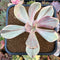 Pachyveria 'Pampoteus' Variegated 2" Succulent Plant