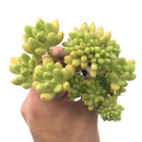 Sedum Cornophyllum Cluster 4" Rare Succulent Plant