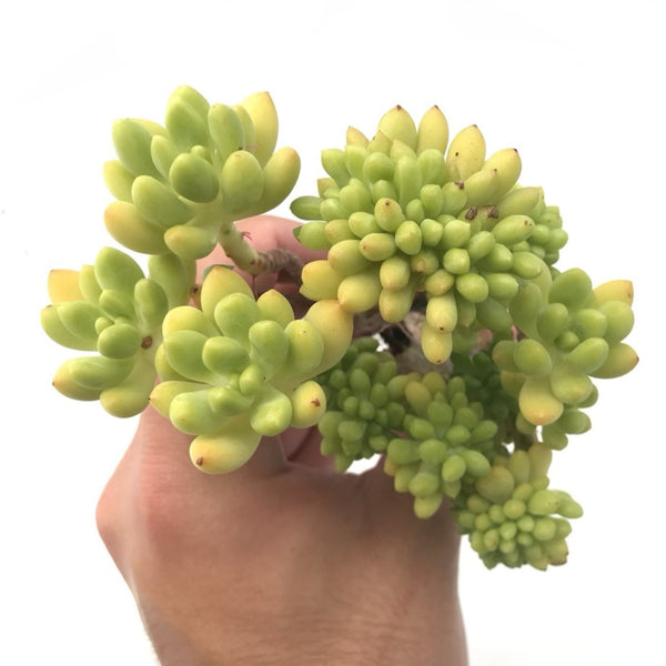 Sedum Cornophyllum Cluster 4" Rare Succulent Plant