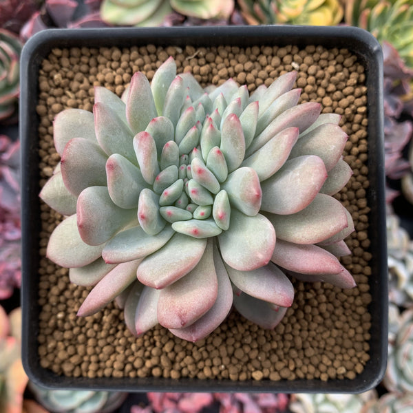 Echeveria 'Ariel' Crested 3"-4" Succulent Plant