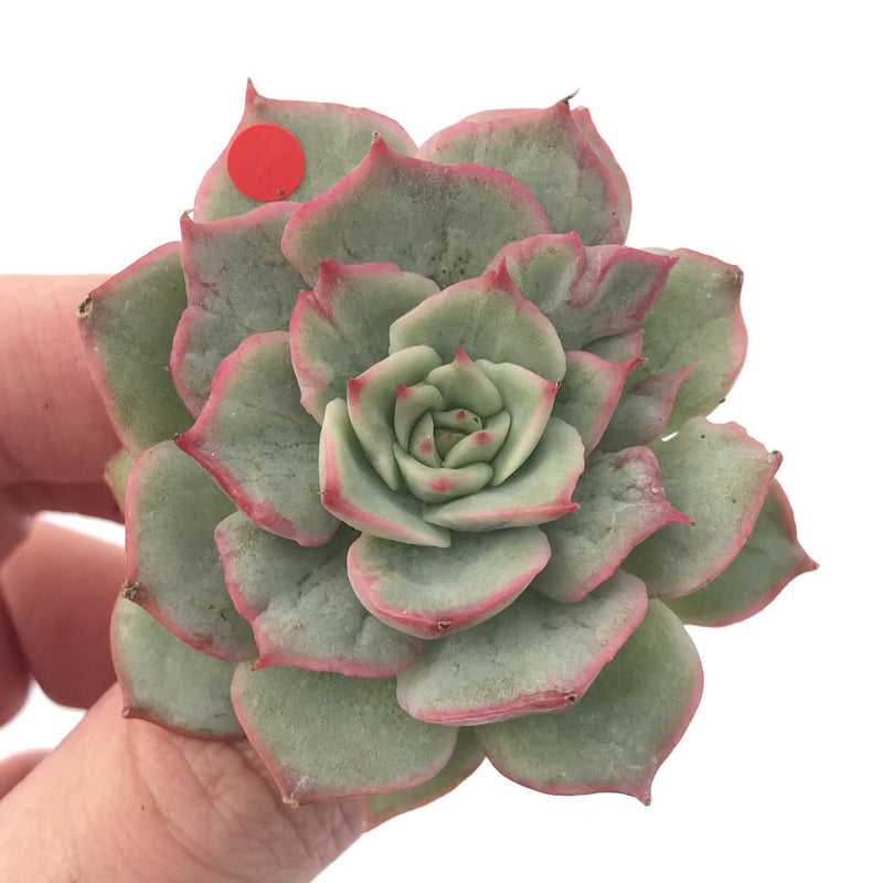 Echeveria ‘Ice Love’ Variegated 2” Succulent Plant