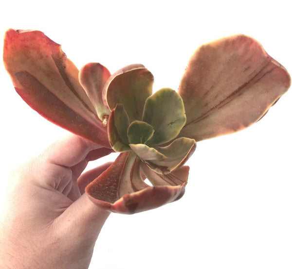 Echeveria 'Fimbriata' Variegated AKA 'Fasciculata' 5" Succulent Plant