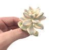 Graptoveria 'Titutbans' Variegated 1" Succulent Plant