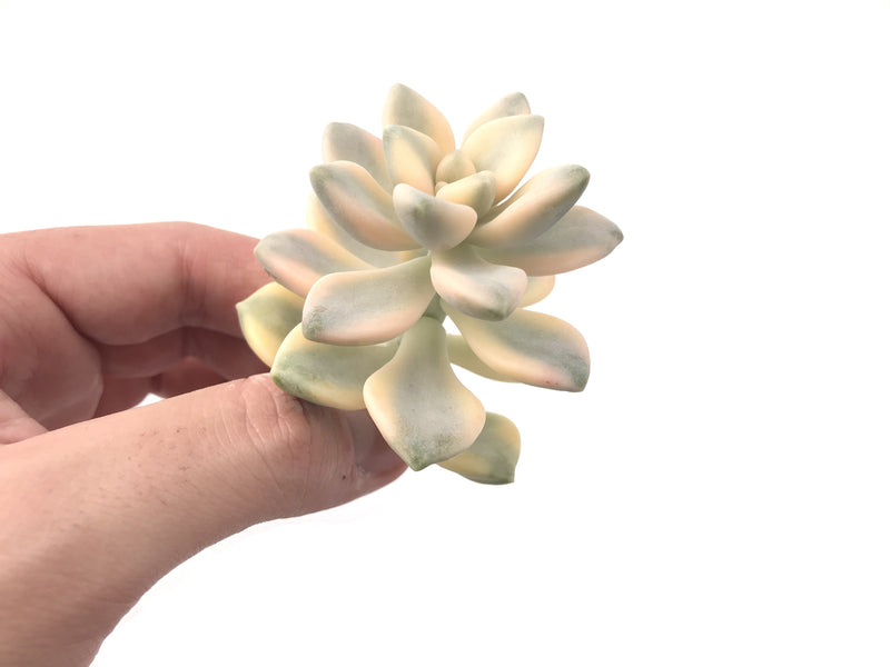 Graptoveria 'Titutbans' Variegated 1" Succulent Plant