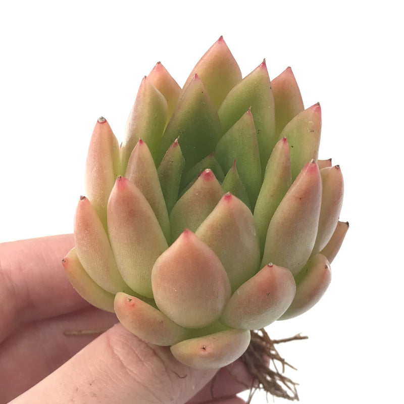 Echeveria Agavoides 'Pink Maria' Hybrid 4" Succulent Plant