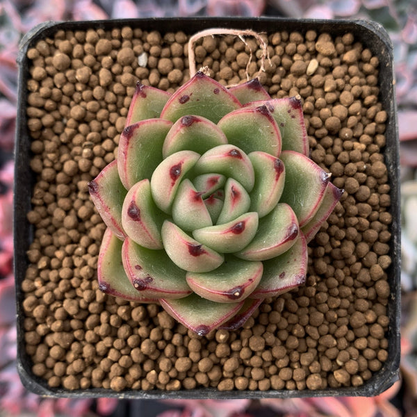 Echeveria Agavoides 'Toby' 2" Succulent Plant