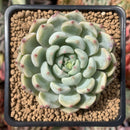 Graptoveria 'Amenova' 2"-3" Succulent Plant