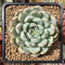 Graptoveria 'Amenova' 2"-3" Succulent Plant