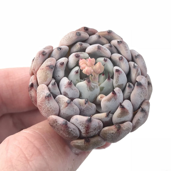 Echeveria Zaragoza ‘Black Edge’ 2” Rare Succulent Plant