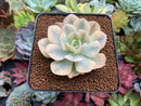 Echeveria Runyonii Variegated (Aka Echeveria 'Akaihosi' Variegated) 3" Succulent Plant