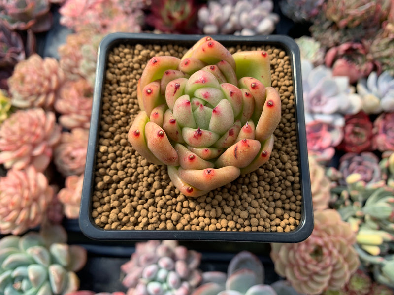 Echeveria Agavoides 'Wax' 3" Succulent Plant