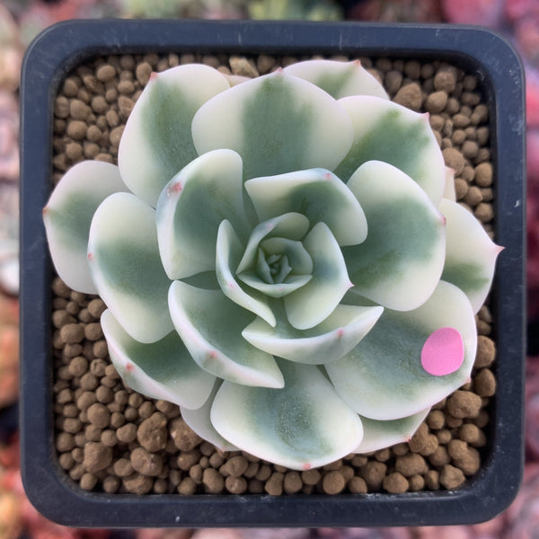 Echeveria 'Compton Carousel' Variegated 2" Succulent Plant