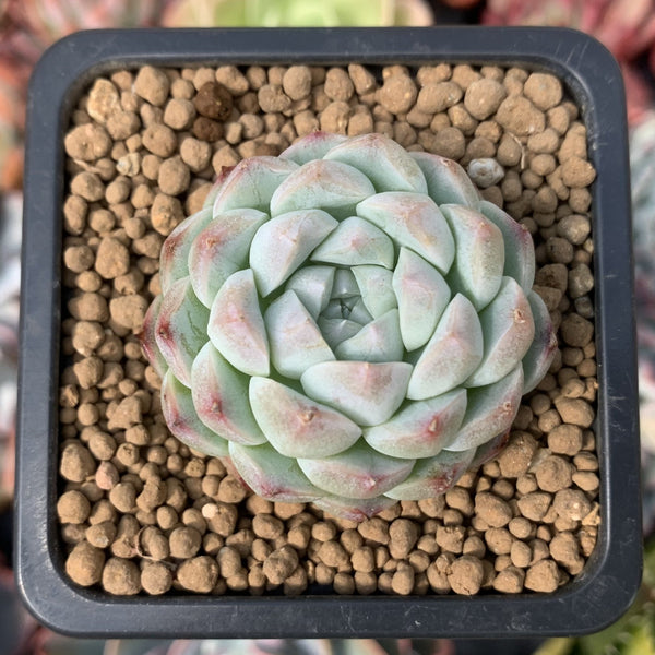 Echeveria 'Arba' 1" Powdery Succulent Plant