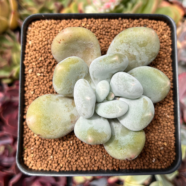 Pachyphytum 'Bracteosum' 2"-3" *Cutting* Succulent Plant