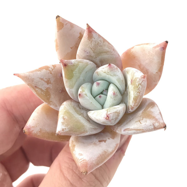 Echeveria 'Mexican Giant' Seedling 1"-2" Powdery Succulent Plant