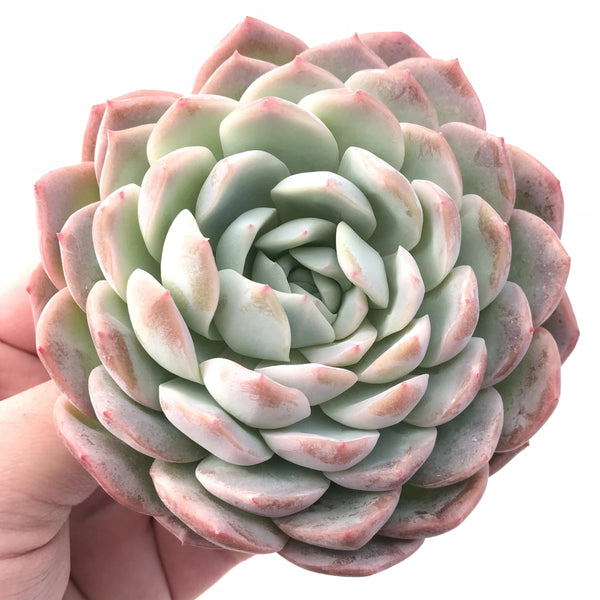 Echeveria ‘Yusuke’ 4" Rare Succulent Plant