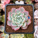 Echeveria sp. 2" Succulent Plant