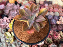 Graptoveria 'Fred Ives' Variegated 3" Succulent Plant