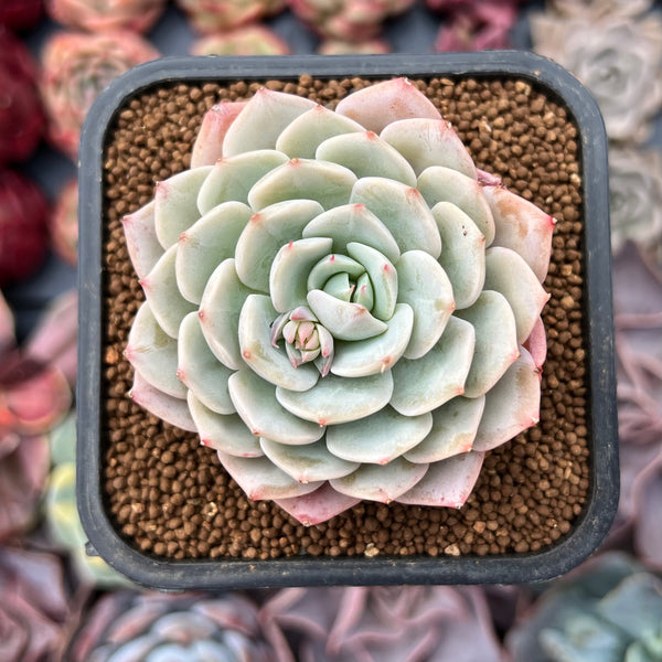 Echeveria sp. 1"-2" Succulent Plant