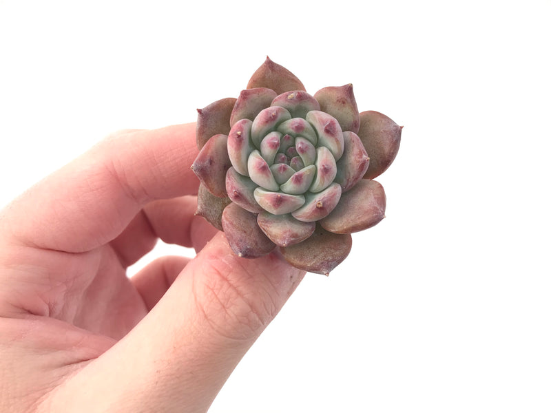 Echeveria 'Gold Peach' 1"-2" Succulent Plant