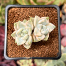 Graptoveria 'Titubans' Variegated 2” Succulent Plant