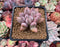 Pachyveria 'Venus 2" Succulent Plant