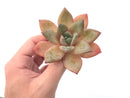 Echeveria 'German Champaign' 3" Succulent Plant