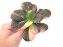 Echeveria 'Primadonna' Variegated 4"-5" Succulent Plant