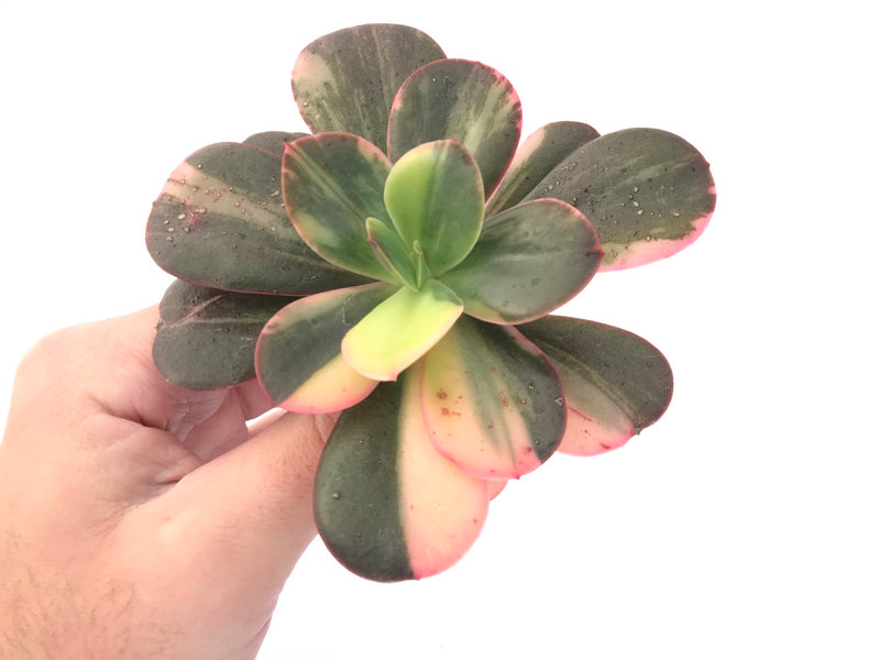 Echeveria 'Primadonna' Variegated 4"-5" Succulent Plant