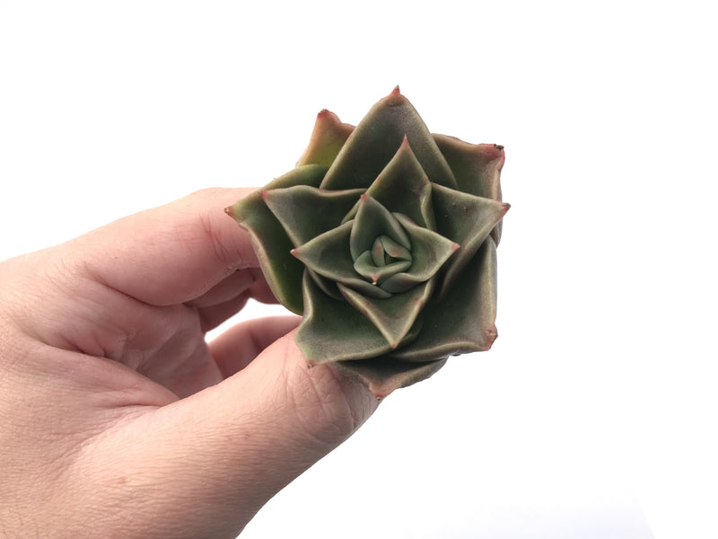 Echeveria Agavoides 'Mexicana' 1" Succulent Plant