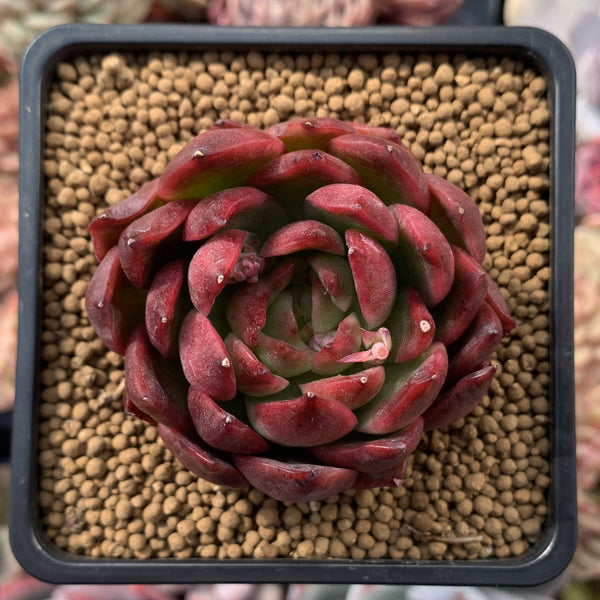 Echeveria Agavoides 'Prolifera' 3" Succulent Plant