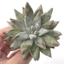 Echeveria 'Toliamensis' 4" Succulent Plant