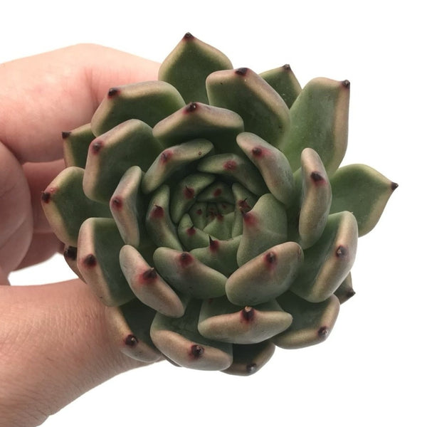 Echeveria Agavoides ‘Golden Bear’ 1”-2” Rare Succulent Plant