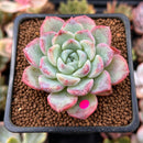 Echeveria sp. 2" Succulent Plant