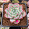 Echeveria sp. 2" Succulent Plant