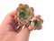 Echeveria sp. 3" Succulent Plant