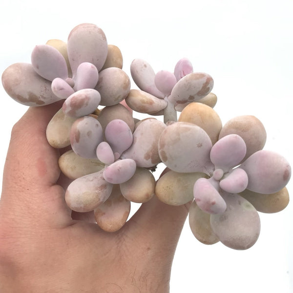 Graptopetalum 'Amethystinum' Cluster 3"-4" Rare Succulent Plant