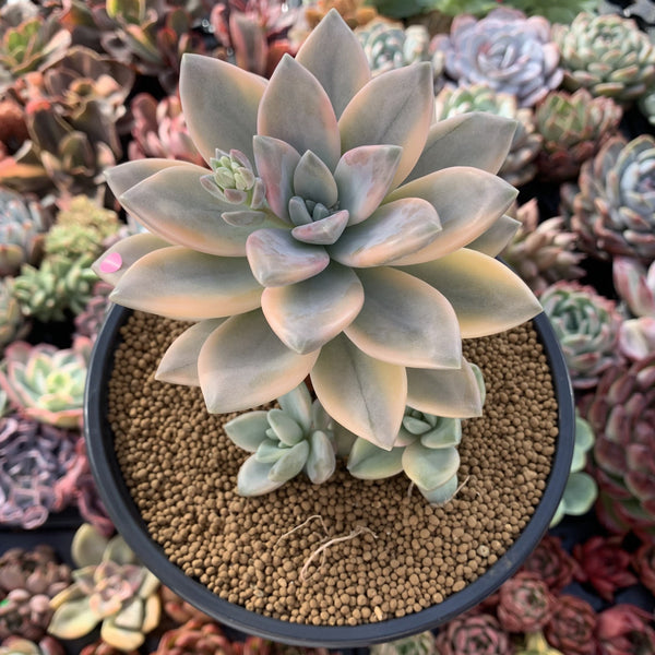 Graptopetalum 'Paraguayensis Awayuki' Variegated 5" Large Succulent Plant