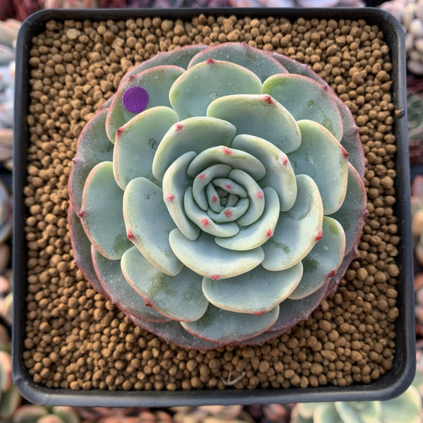 Echeveria 'Mont Blanc' 2" Powdery Succulent Plant