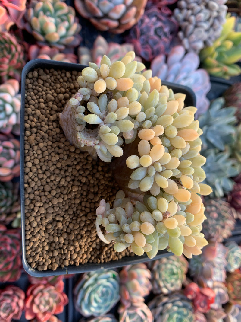 Cremeneria 'Expatriata' (Cremnophila linguifolia x Echeveria amoena ‘Microcalyx’) Crested Cluster 3"-4" Succulent Plant