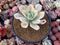 Echeveria 'Japan Moon River' Variegated 3"-4" Succulent Plant