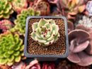 Echeveria Agavoides 'Blue Dragon' 1" Seedling Succulent Plant