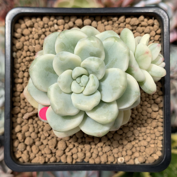 Sedum 'Clavatum' Variegated 2"-3" Succulent Plant