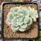 Sedum 'Clavatum' Variegated 2"-3" Succulent Plant