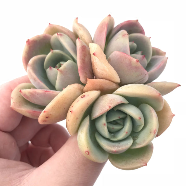 Echeveria ‘Lemon Tree’ Cluster 3” Rare Succulent Plant